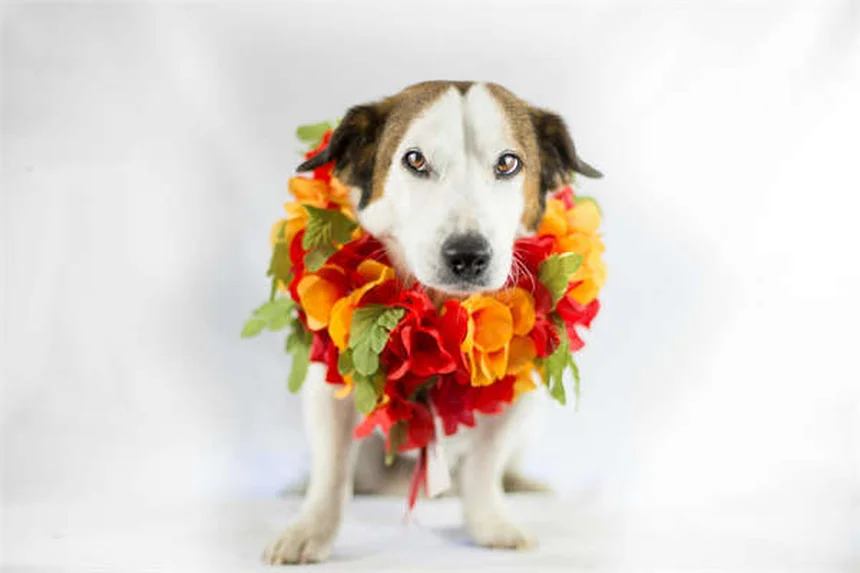 Come Preparare il Tuo Cane al Ritorno a Scuola: 5 Truppi Infallibili