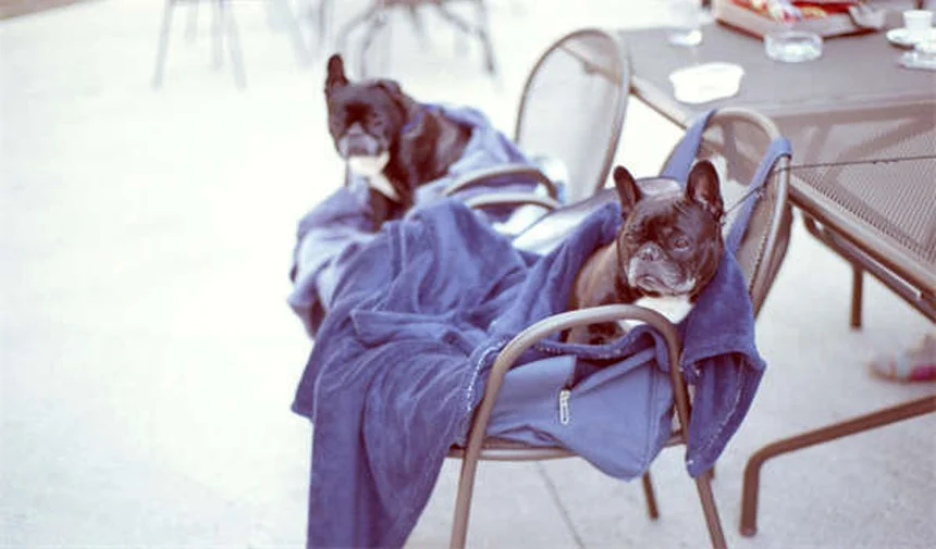 Quanto vivono i cani? Scopri la verità sull'aspettativa di vita del tuo amico a 4 zampe