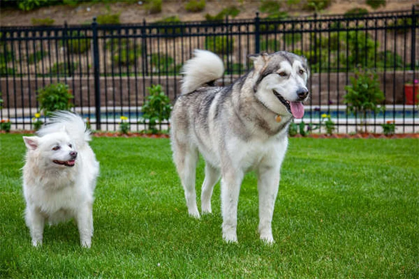 Quante parole capisce davvero il tuo cane? Scoprilo ora!