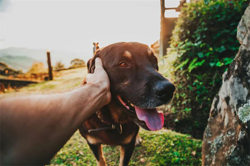 Quante parole capisce davvero il tuo cane? Scoprilo ora!