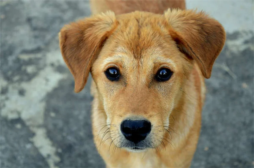 Quante parole capisce davvero il tuo cane? Scoprilo ora!
