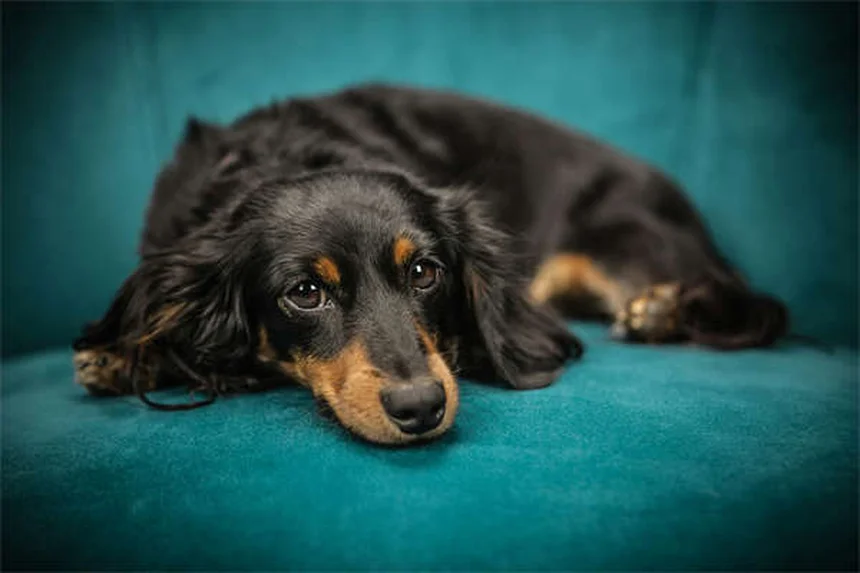 Comfortis® per cani e gatti: tutto quello che devi sapere