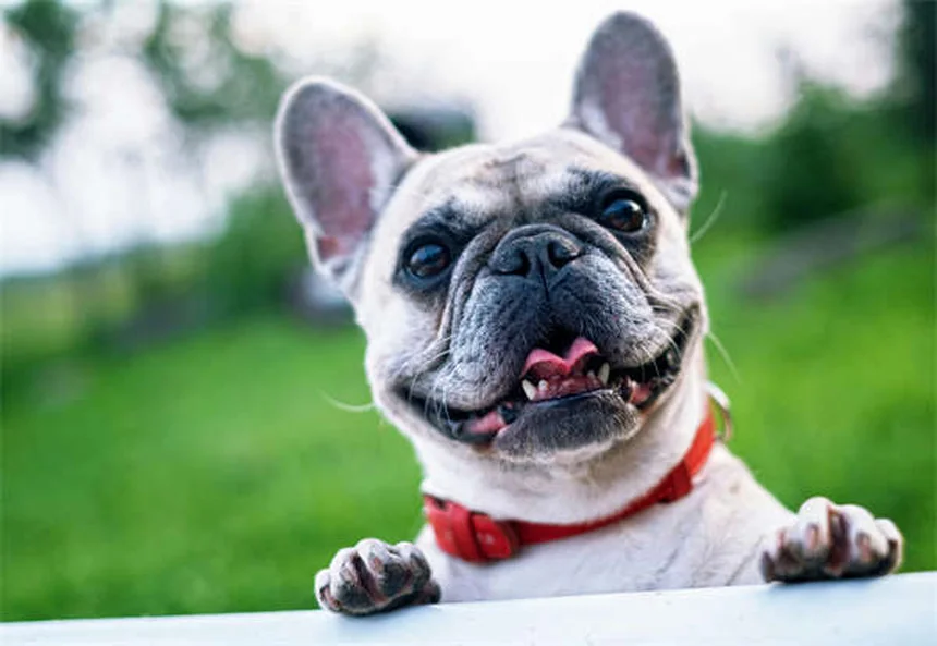 Comfortis® per cani e gatti: tutto quello che devi sapere