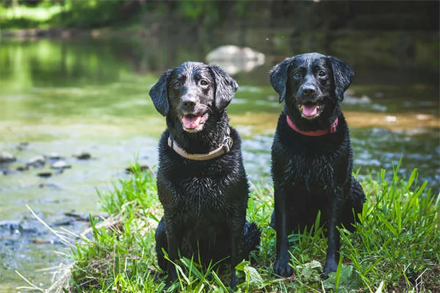 Come Presentare Due Cani: Guida Sicura per un Primo Incontro Perfetto