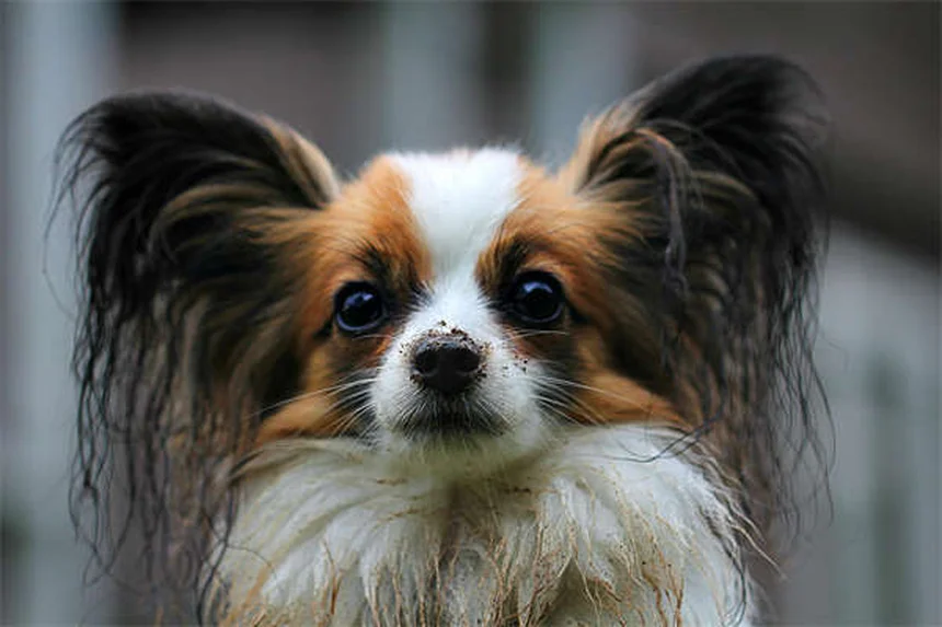 Come Presentare Due Cani: Guida Sicura per un Primo Incontro Perfetto