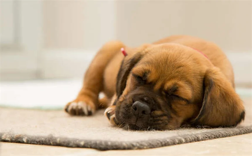 20 pericoli di primavera per cani e gatti: guida completa