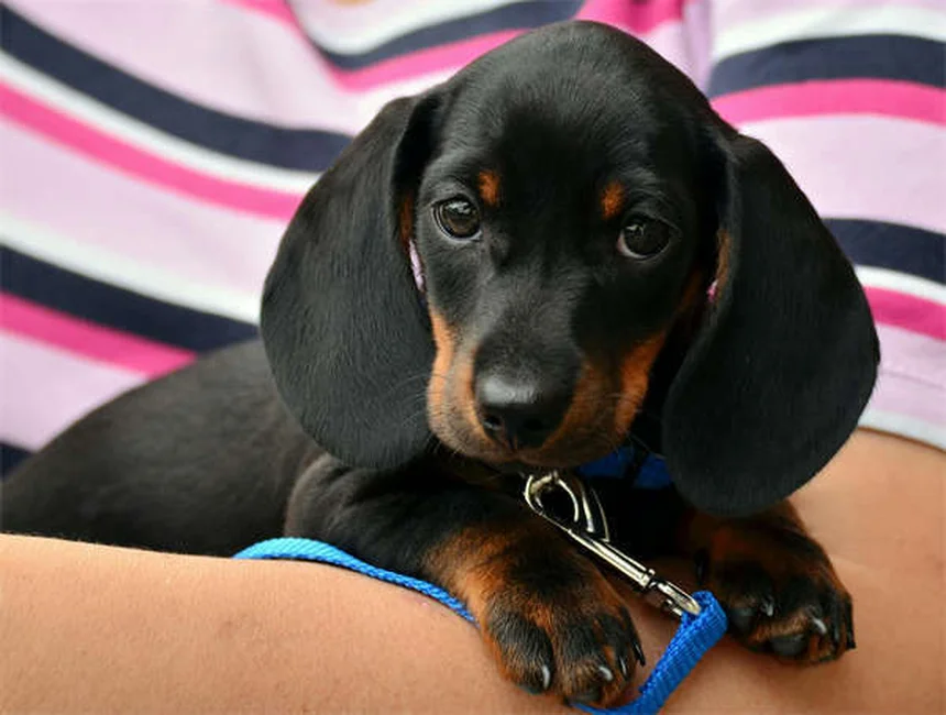 20 pericoli di primavera per cani e gatti: guida completa