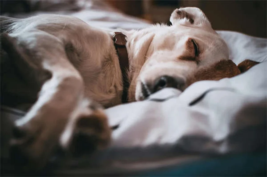 Migliori giocattoli per cani: guida ai prodotti testati e approvati