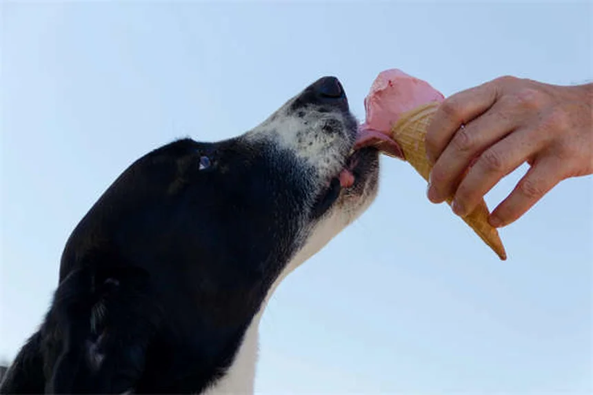 Migliori giocattoli per cani: guida ai prodotti testati e approvati