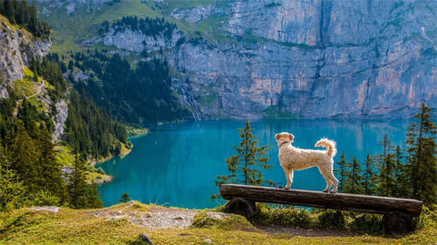 Smart Collar per Cani: La Rivoluzione Tecnologica per il Tuo Cane