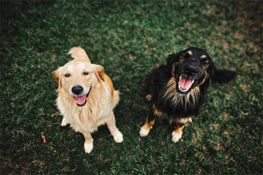 Smart Collar per Cani: La Rivoluzione Tecnologica per il Tuo Cane
