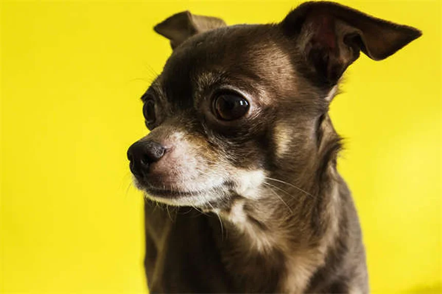 Tecnico veterinario: il tuo alleato per la salute del tuo animale