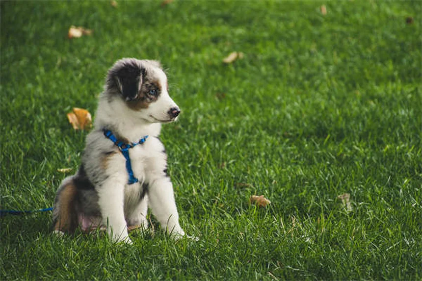 Come controllare la salute del tuo cane a casa: 5 esami facili