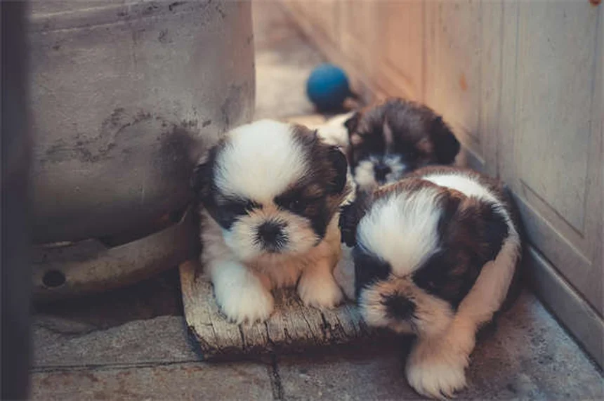Come controllare la salute del tuo cane a casa: 5 esami facili