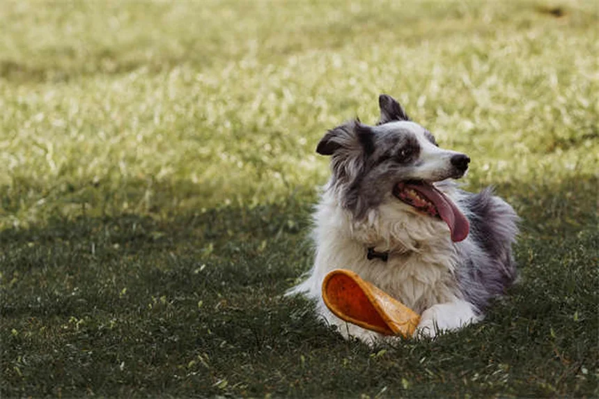 Come controllare la salute del tuo cane a casa: 5 esami facili