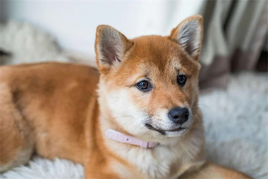 Quanti cuccioli può avere un cane? Scopri la verità!