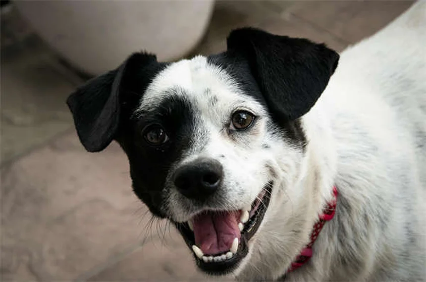 Quanti cuccioli può avere un cane? Scopri la verità!