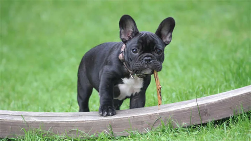 Paracetamolo per cani: guida completa all'uso sicuro del Tylenol®