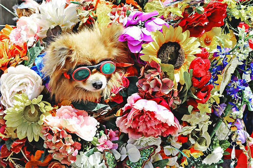 Paracetamolo per cani: guida completa all'uso sicuro del Tylenol®