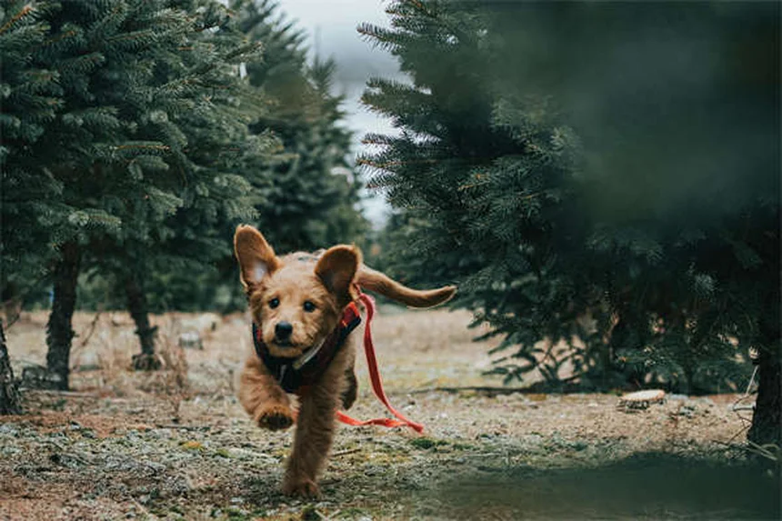 Paracetamolo per cani: guida completa all'uso sicuro del Tylenol®