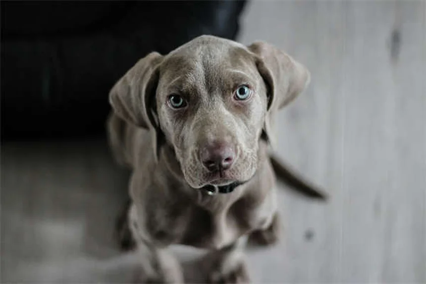 Toceranib per cani: tutto quello che devi sapere sul farmaco Palladia®