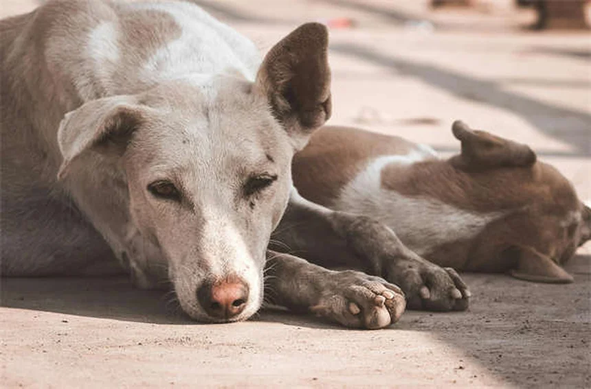 Toceranib per cani: tutto quello che devi sapere sul farmaco Palladia®