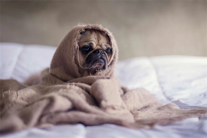 Come cani e gatti migliorano la salute del cuore: 5 benefici scientifici