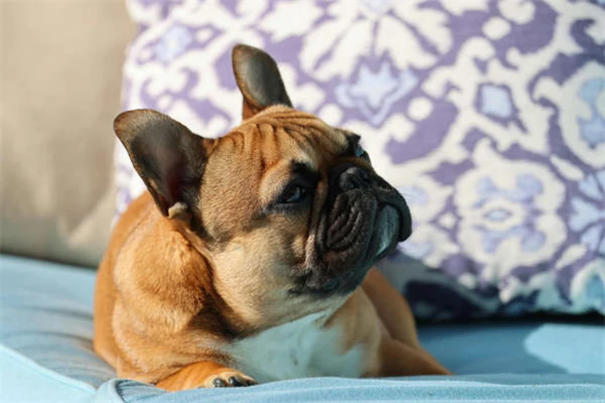 Come proteggere il tuo cane durante il 4 luglio: 10 consigli salva-festa