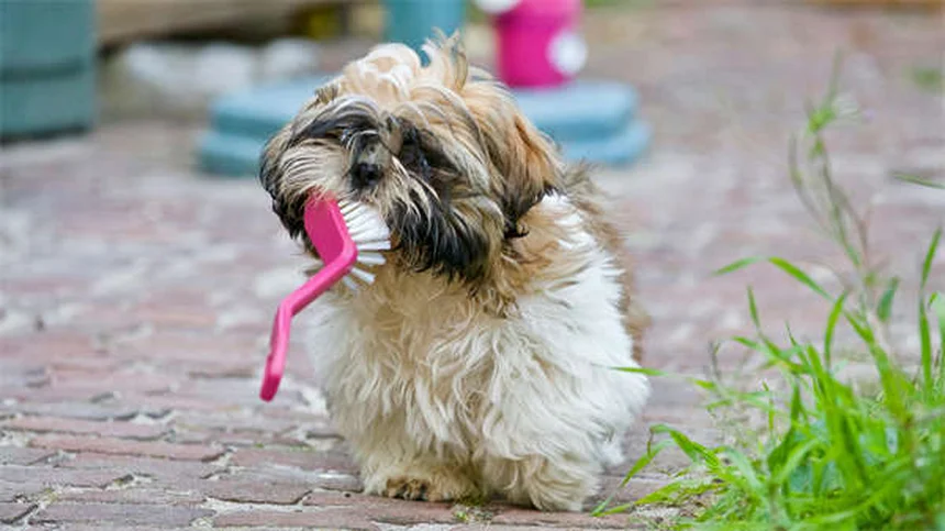 L'aspirina per cani e gatti: guida completa ai rischi e usi corretti