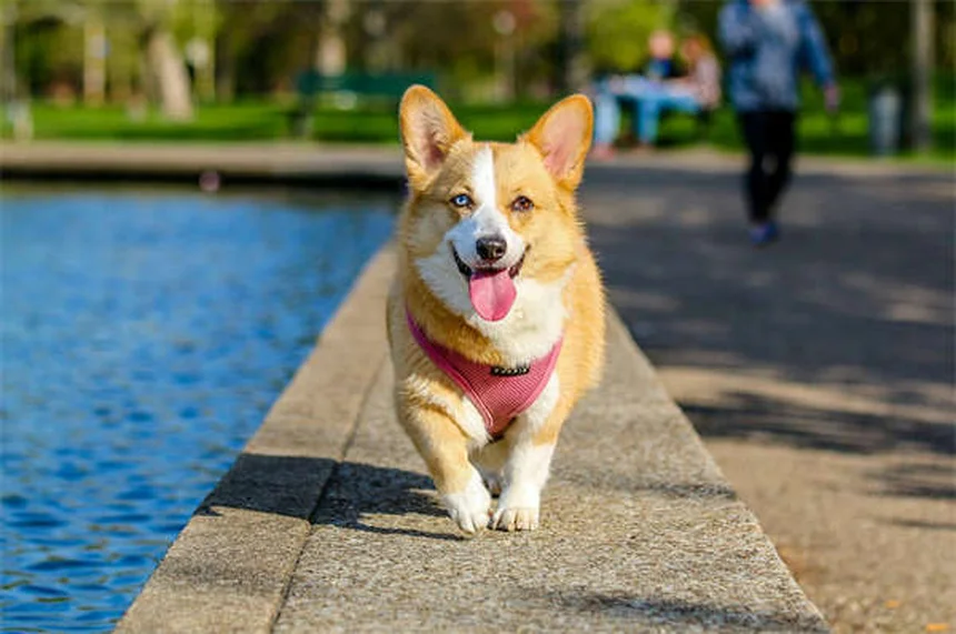 Come prendersi cura del tuo animale domestico: 10 consigli pratici