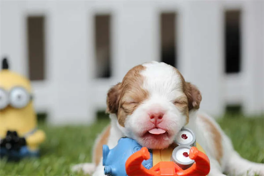 Come prendersi cura del tuo animale domestico: 10 consigli pratici