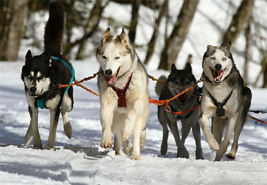 Come prendersi cura del tuo animale domestico: 10 consigli pratici